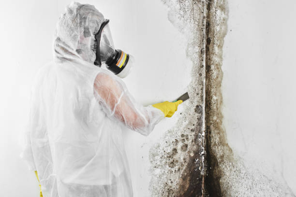 Best Certified Mold Removal  in Lansing, IL