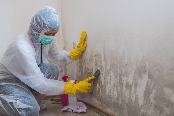 Best Residential Mold Removal  in Lansing, IL