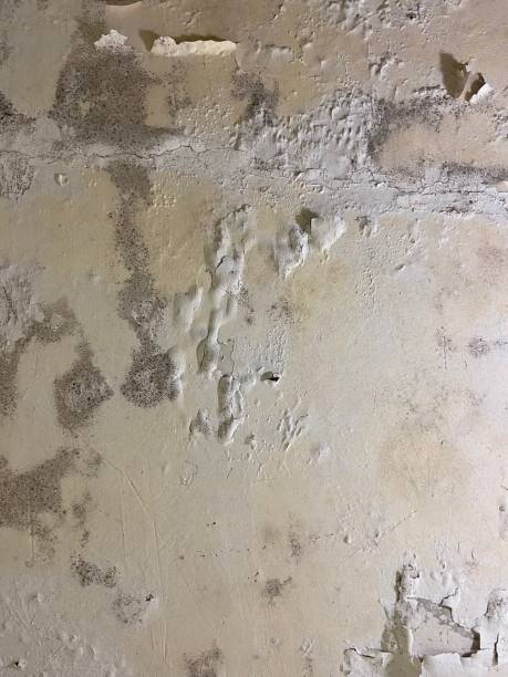 Best Mold Testing  in Lansing, IL