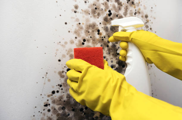 Certified Mold Removal in Lansing, IL