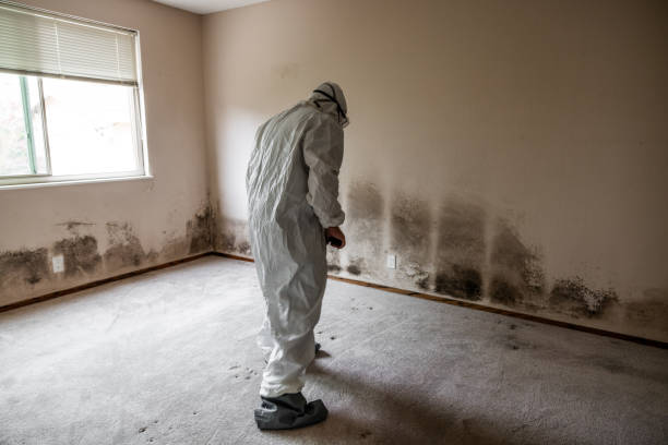 Office Mold Removal Services in Lansing, IL