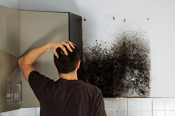 Best Mold Testing  in Lansing, IL