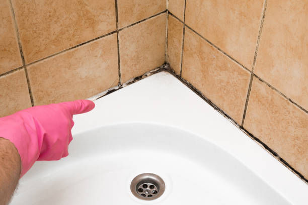 Best Black Mold Removal  in Lansing, IL